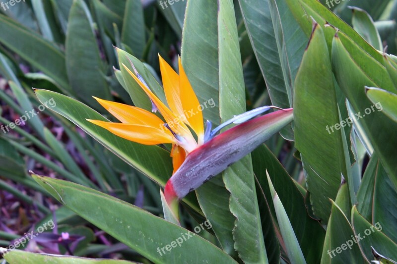 Caudata Parrot Flower Parrot Plant Flower Blossom