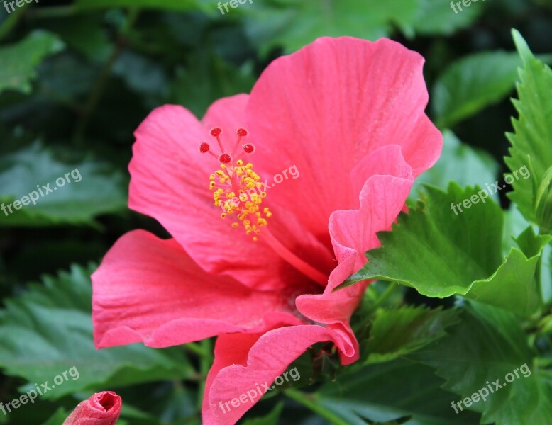 Hibiscus Hibiscus Flower Pink Flower Plant