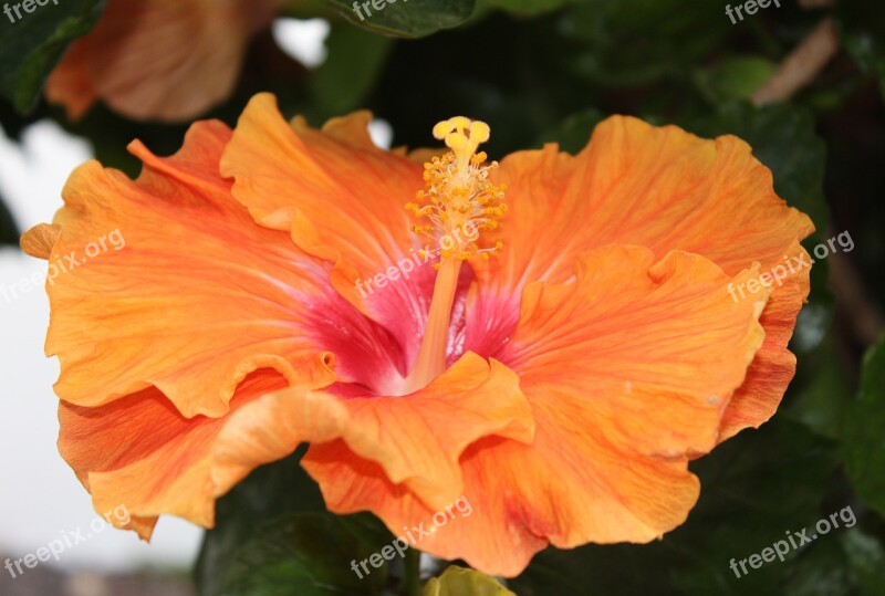 Hibiscus Hibiscus Flower Orange Yellow Flower