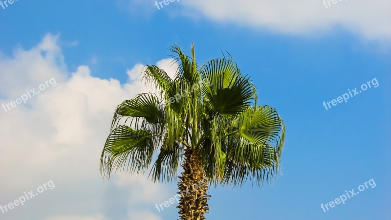 Palm Tree Sky Nature Summer Tree