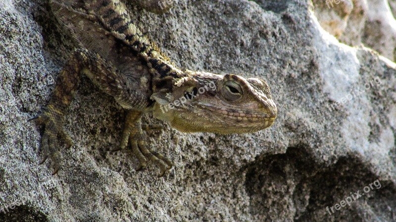 Cyprus Lizard Kurkutas Reptile Fauna