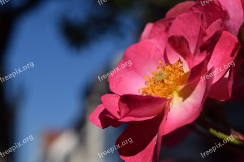 Wild Rose Blossom Bloom Plant Fragrant