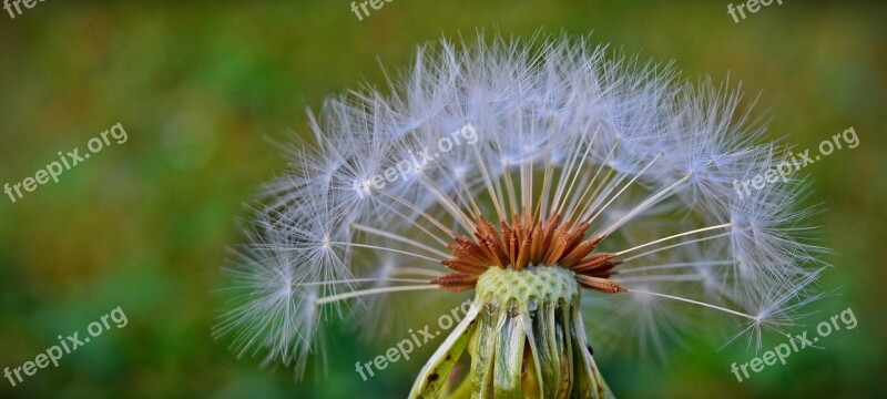 Dandelion Flying Seeds Flower Nature Plant