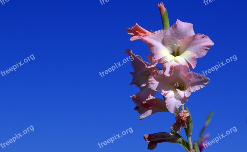 Gladiolus Iridaceae Violet Free Photos