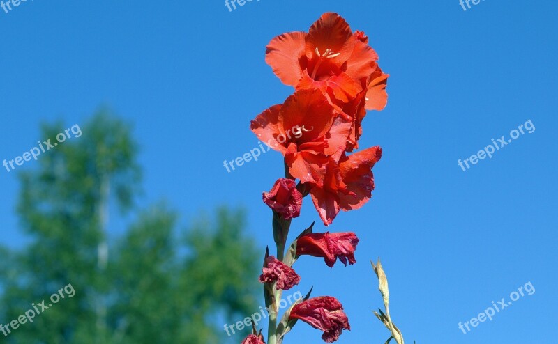 Gladiolus Iridaceae Flora Red Free Photos