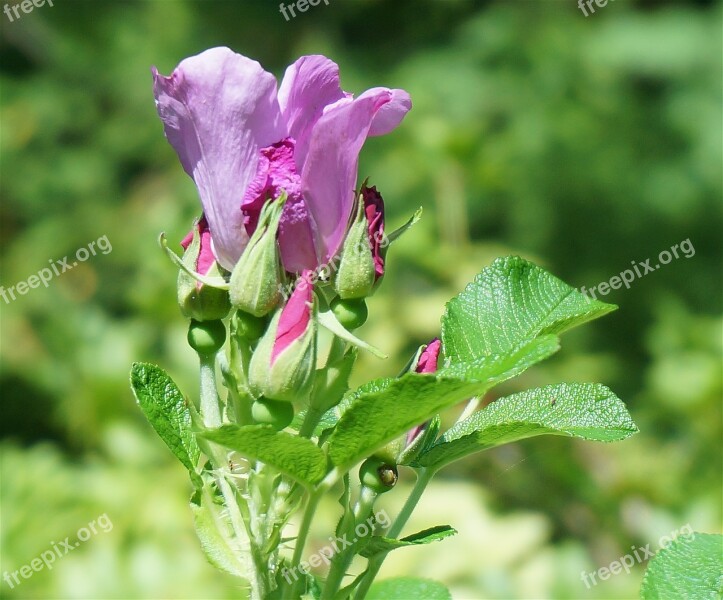 Rose Buds Rugosa Rose Beautiful Flower