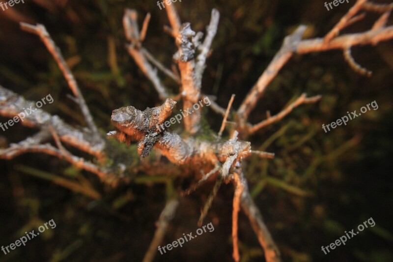 Branch Nature Garden Tree Landscape