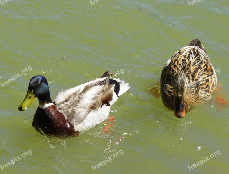 Duck River Mallard Waterfowl Nature