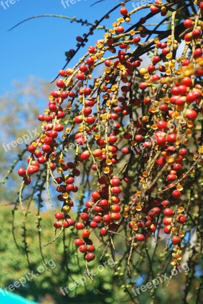 Palm Botanical Garden Mauritius Seeds Red