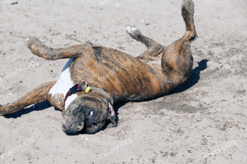 Dog Animal Friend Boxer Gymnastics