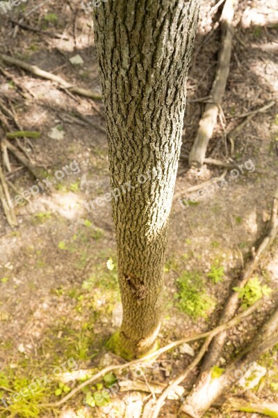 Hiking Nature Nature Park Forest Trees