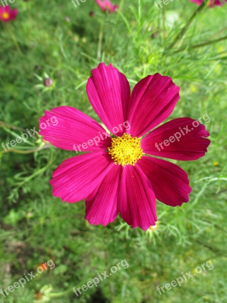 Space Flower Summer Plants Pink