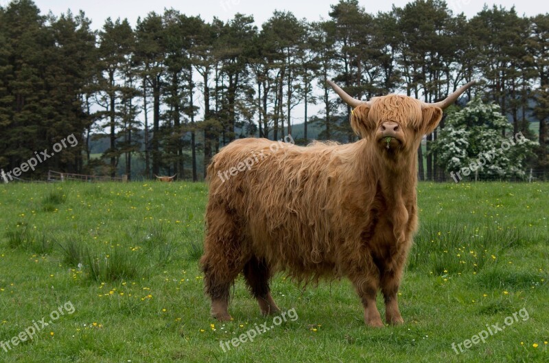 Scottish Hochlandrind Highland Beef Highlander Model Fur