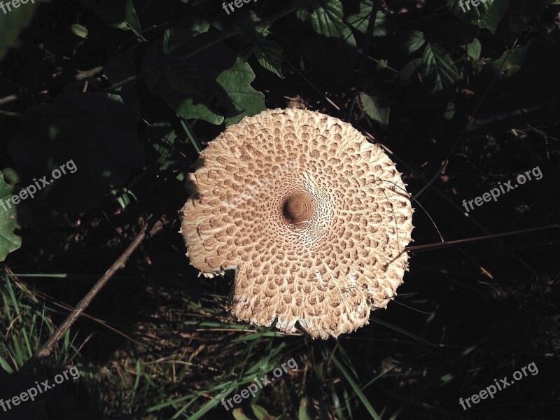 Mushroom Wild Forest Nature Fungus