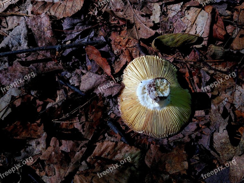 Mushroom Forest Shadow Ridges Leaves