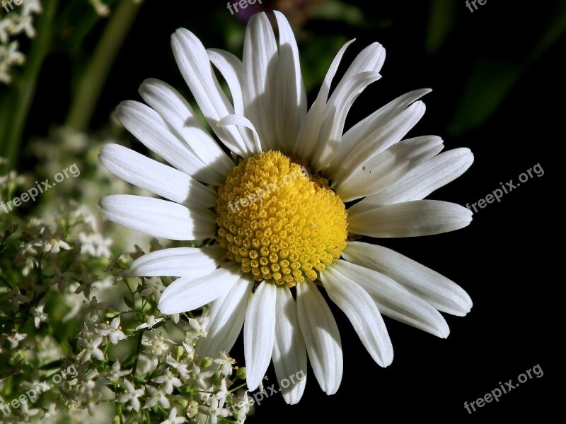 Marguerite Blossom Bloom White Flower