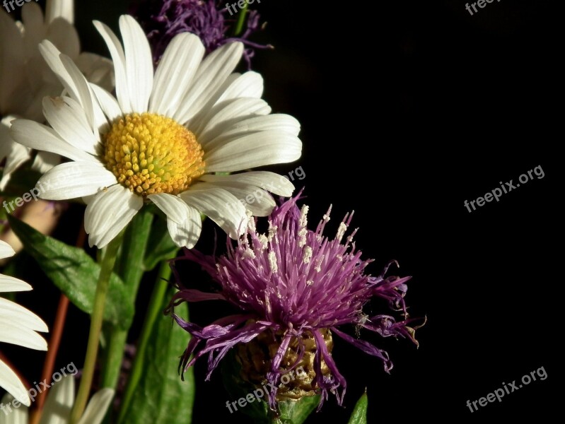 Marguerite White Bloom Wild Flower Purple