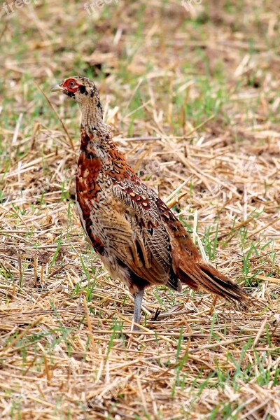 Pheasant Hen Bird Poultry Species