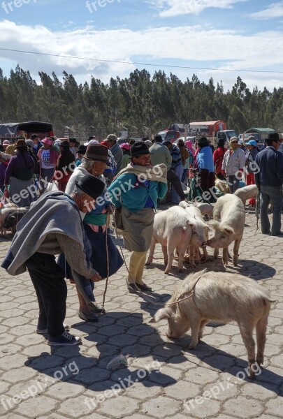 Market Ethnic Minority Quechua Pigs Free Photos