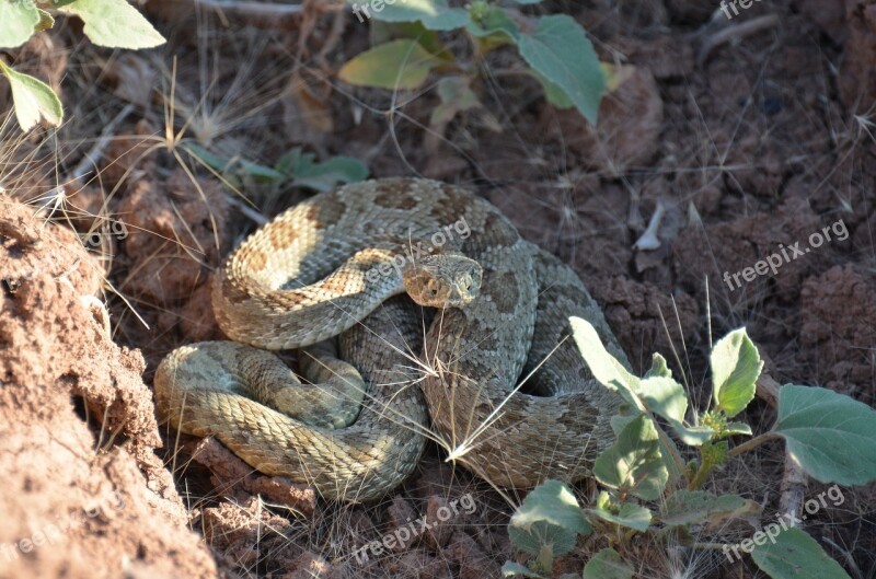 Rattlesnake Reptile Desert Snake Rattle