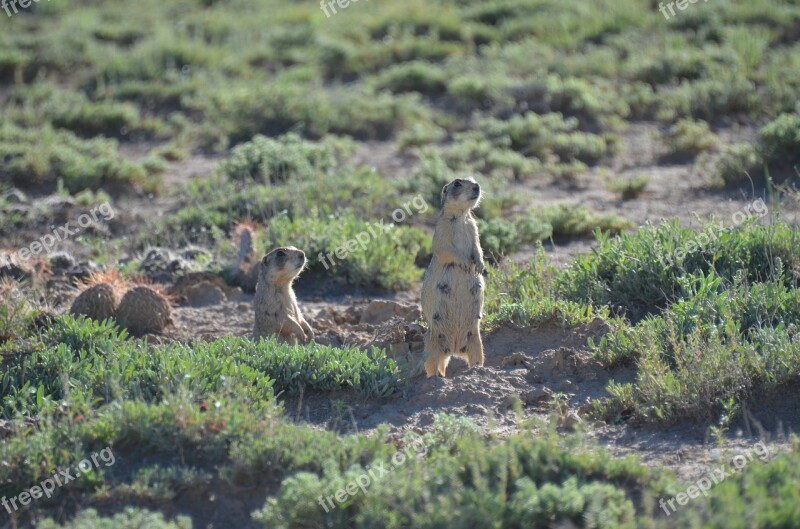 Prairie Dog Prairie Desert Wildlife Mammal