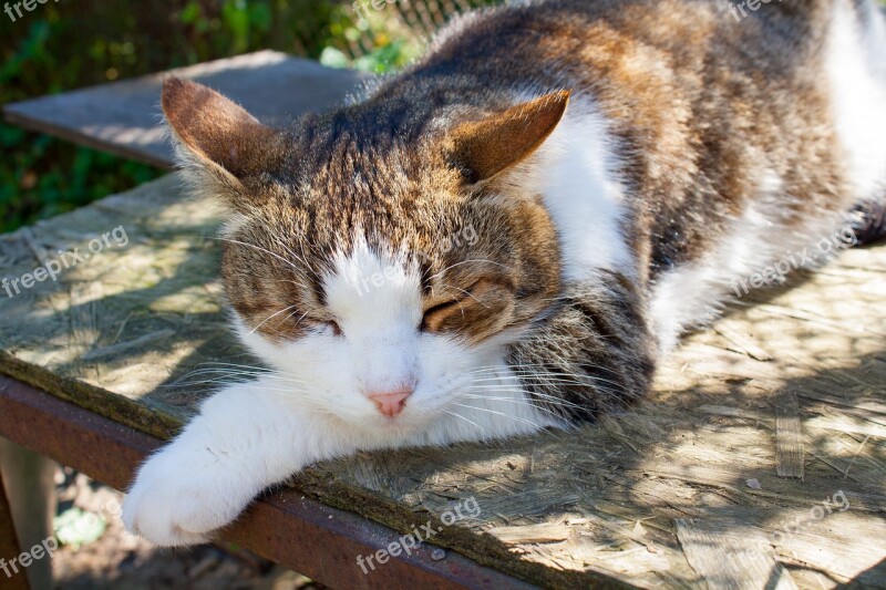 Cat Summer Village Sunny Day Countryside