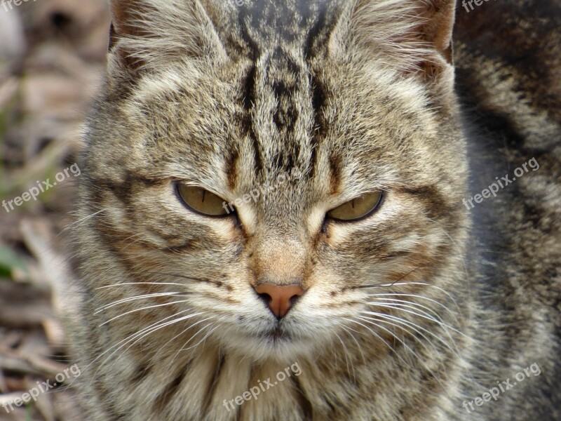 Cat Cat Face Pet Animal Brindle