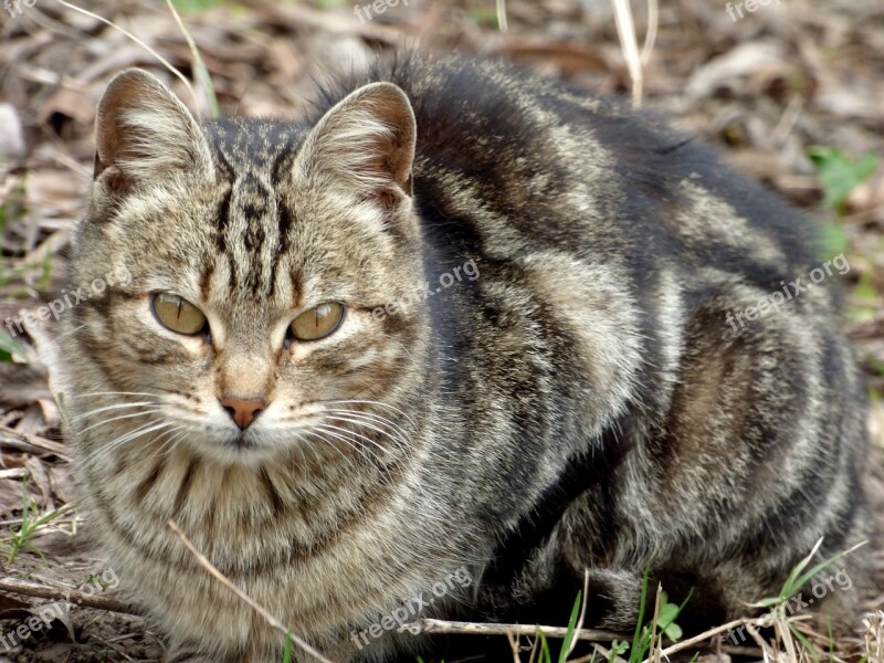 Cat Feline Pet Animal Brindle