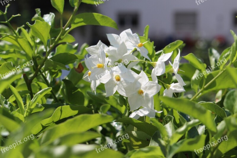 Jasmin Balcony Flower Box Free Photos