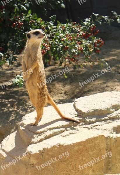 Meerkat Zoo Wilhelma Free Photos