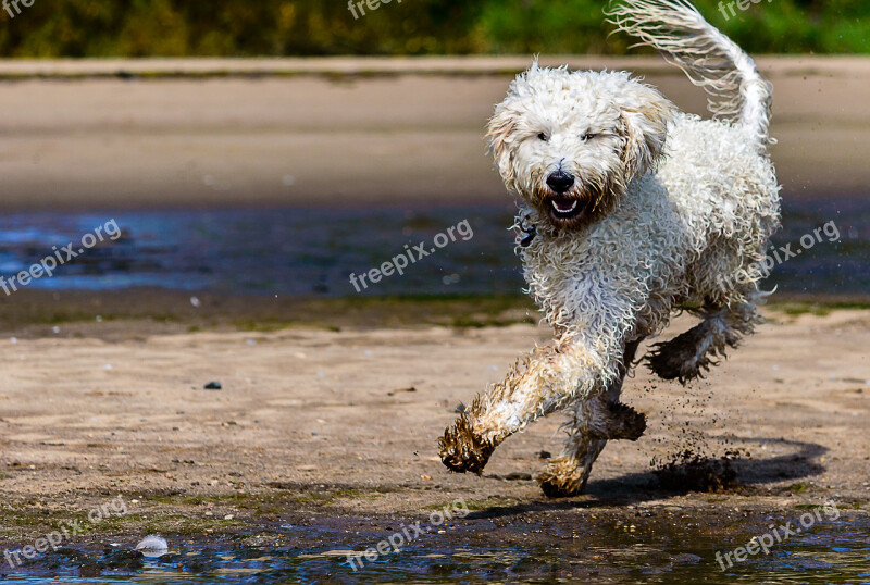 Golden Doodle Dog Beach Dog On Beach Running Dog