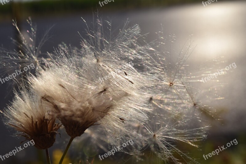 Flying Seeds Backlighting Wind Sunshine Close Up