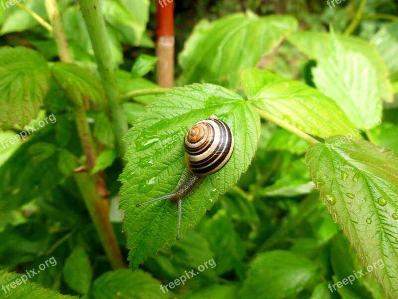 Small Animal Wirbellos Snail Garden Shell