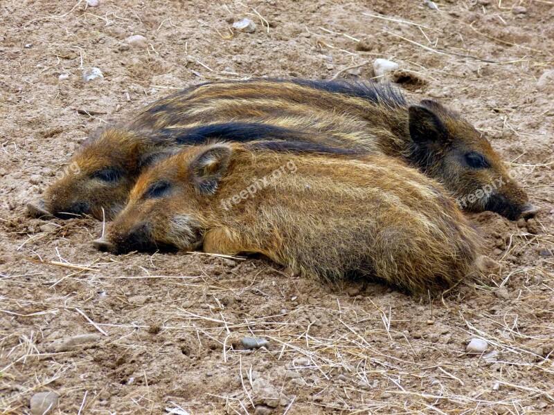 Boar Little Pig Three Nature Wild Boar