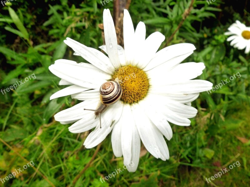 Snail Shell Reptile Nature Close Up