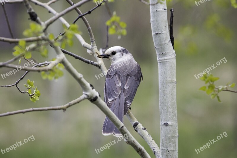 Gray Jay Bird Wildlife Nature Portrait