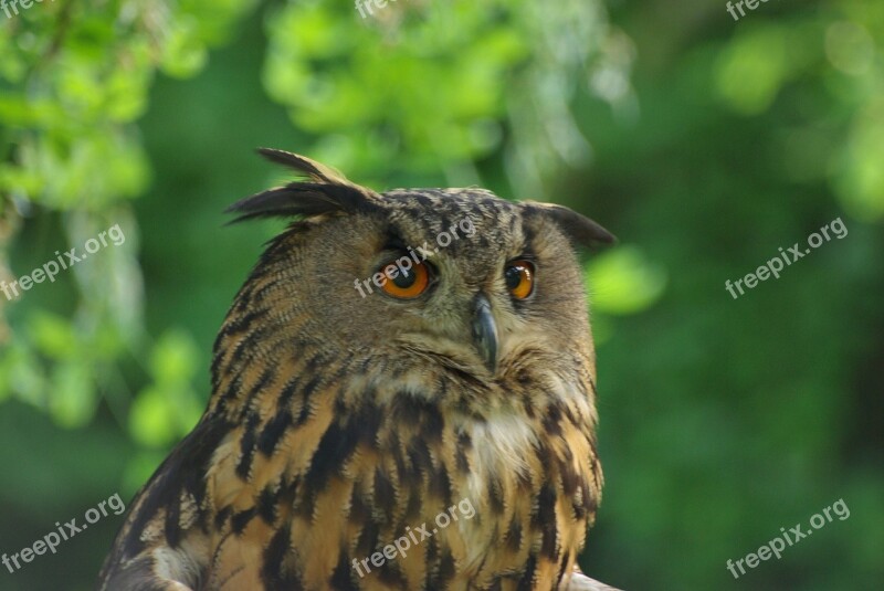 Owl Bird Wildlife Nature Perched