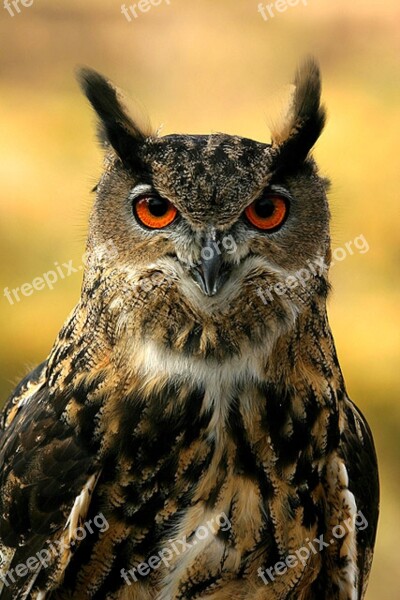 Eurasian Eagle Owl Bird Wildlife Nature Perched