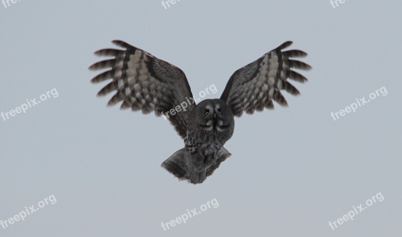 Great Grey Owl Bird Wildlife Nature Flying