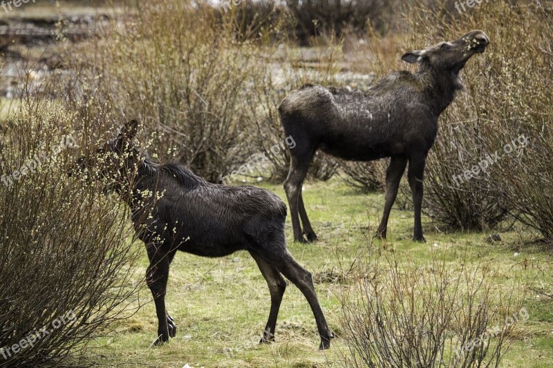 Moose Cow Female Yearling Grazing