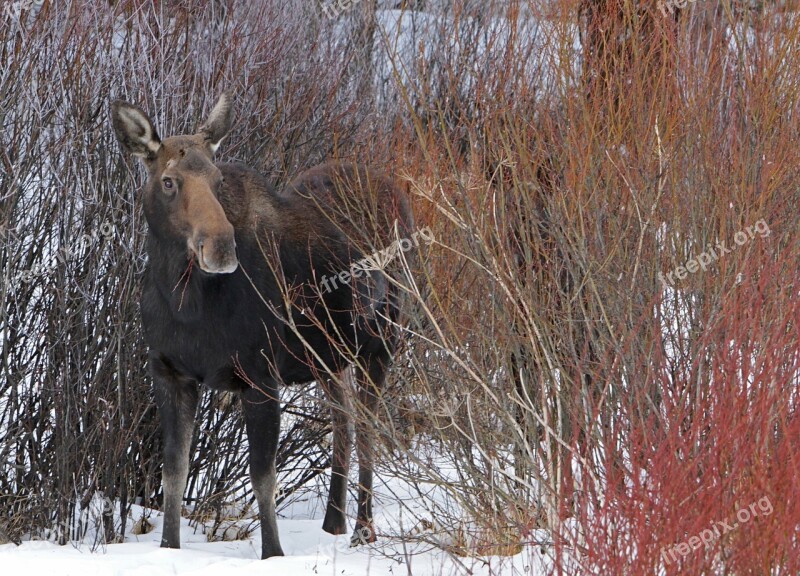 Moose Cow Female Looking Browsing