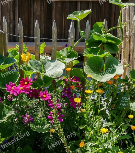 Flowers Blossom Bloom Fence Fence Lath