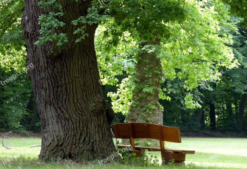 Egestorffpark Park Bench Summer Trees Tree Bark