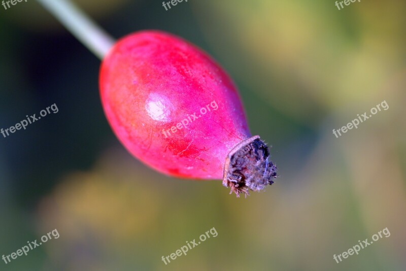 Wild Rose Fruit Red Orange Plant