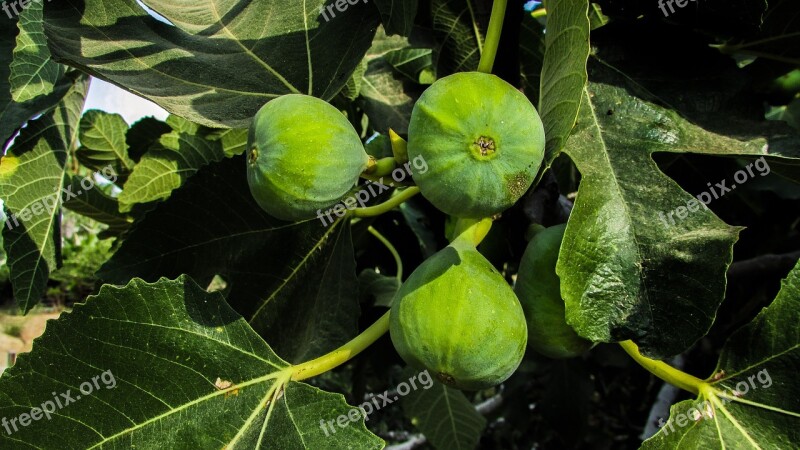 Fig Fig Tree Fruit Leaves Nature