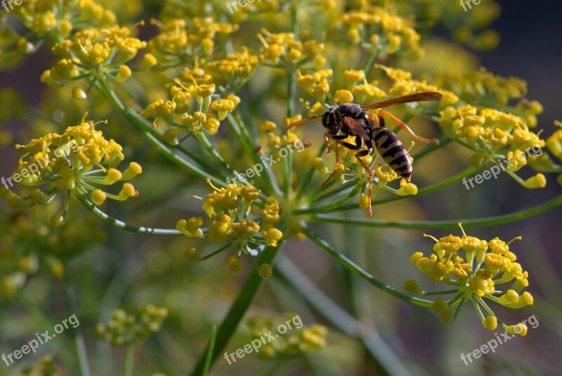 Osa Flower Garden Macro Insects