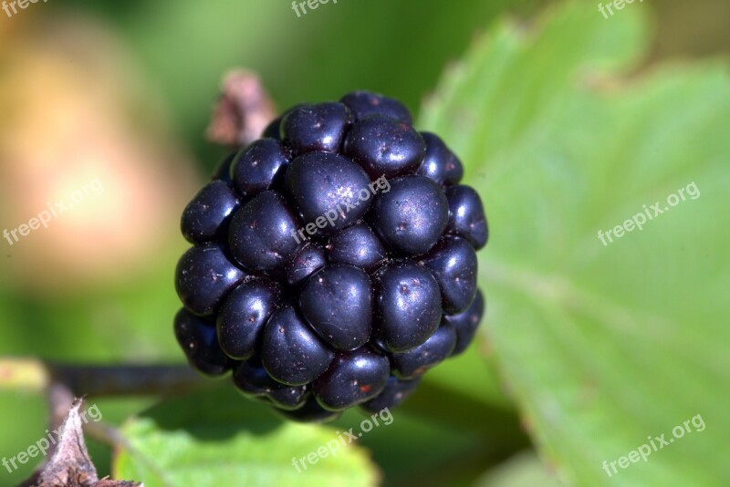 Black Raspberry Blackberry Blackberries Fruit The Freshness