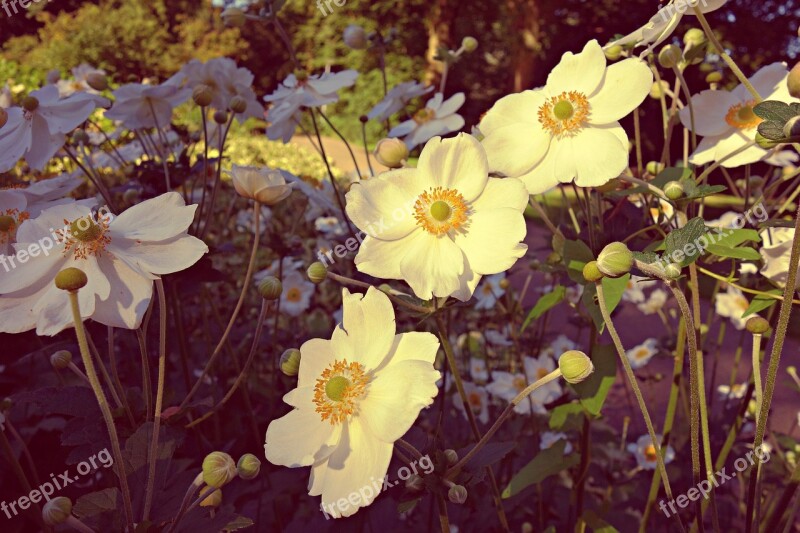 Flower White Flower Pistil Petal Blooming