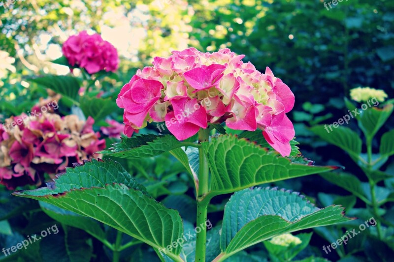 Hydrangea Plant Flower Flowering Shrub Hortensia