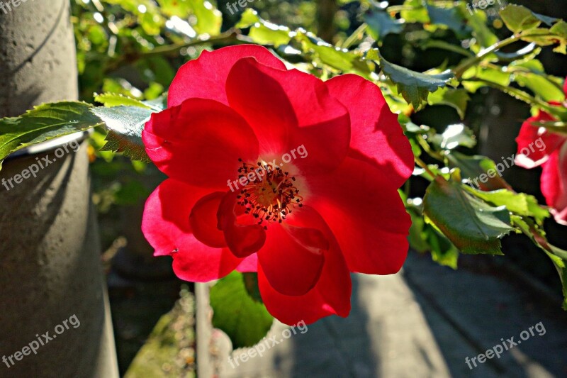 Rose Flower Rosaceae Bloom Flowering Plant